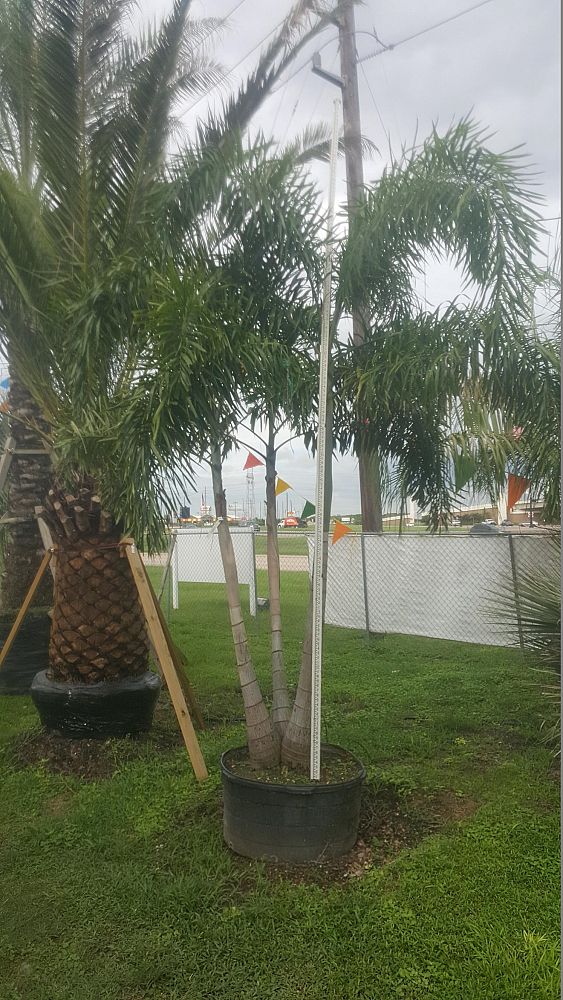 wodyetia-bifurcata-foxtail-palm