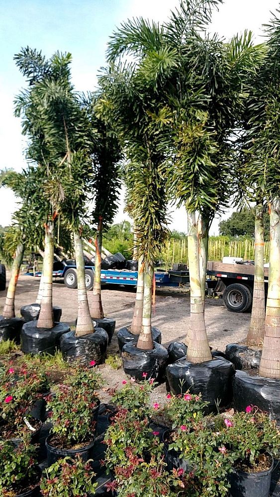 wodyetia-bifurcata-foxtail-palm