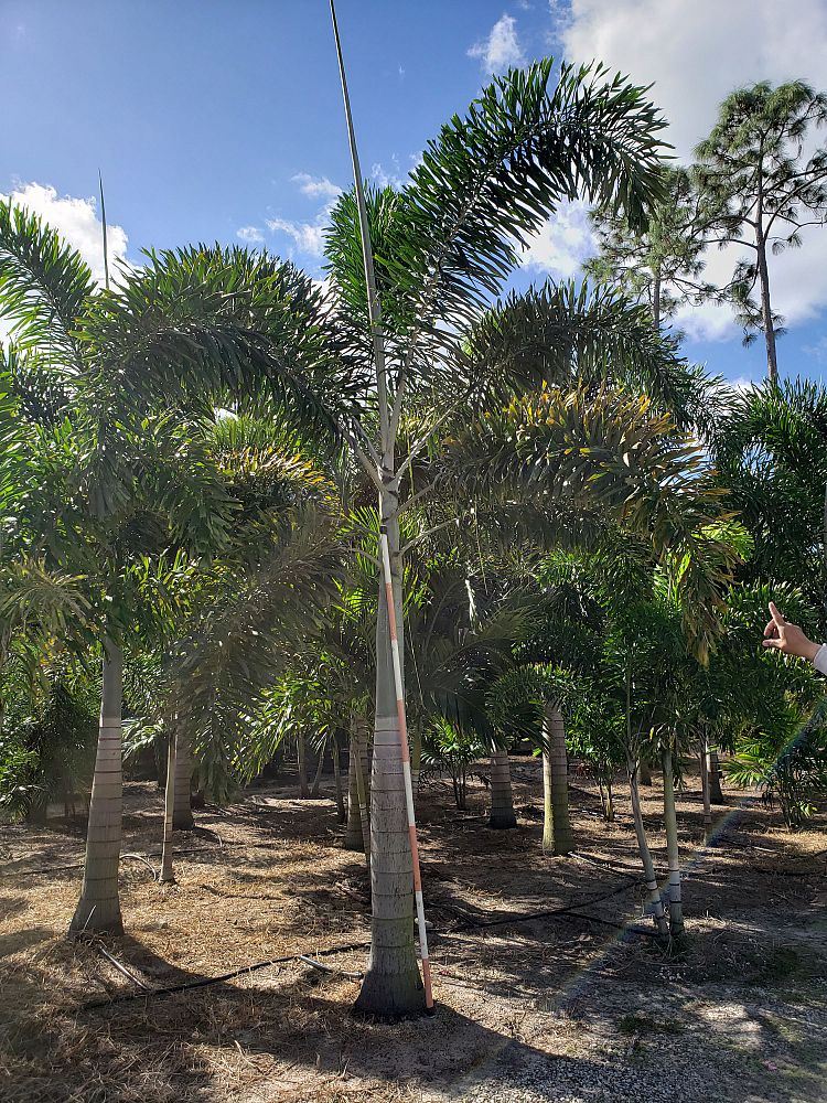 wodyetia-bifurcata-foxtail-palm