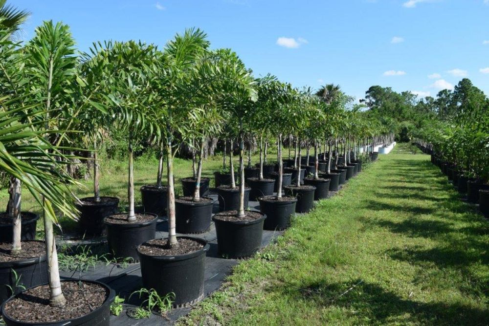 wodyetia-bifurcata-foxtail-palm