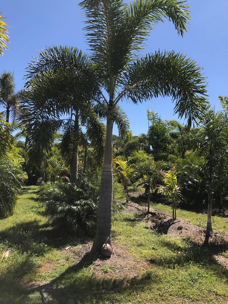 wodyetia-bifurcata-foxtail-palm
