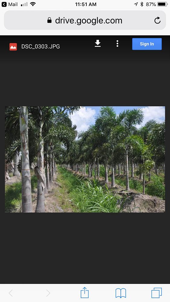 wodyetia-bifurcata-foxtail-palm