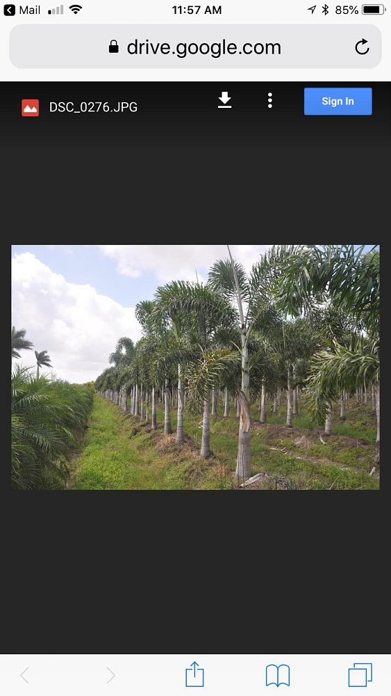 wodyetia-bifurcata-foxtail-palm