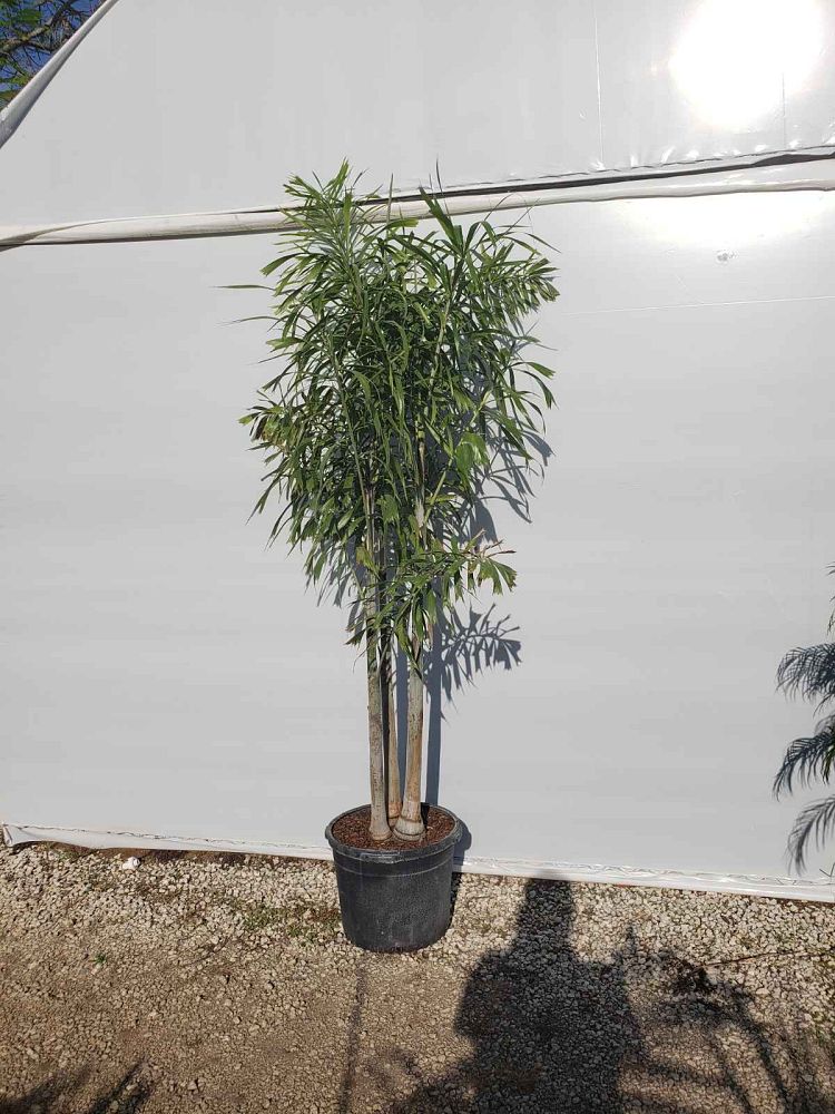 wodyetia-bifurcata-foxtail-palm