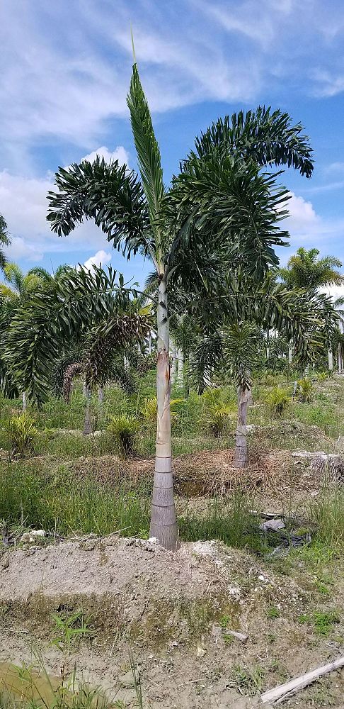 wodyetia-bifurcata-foxtail-palm