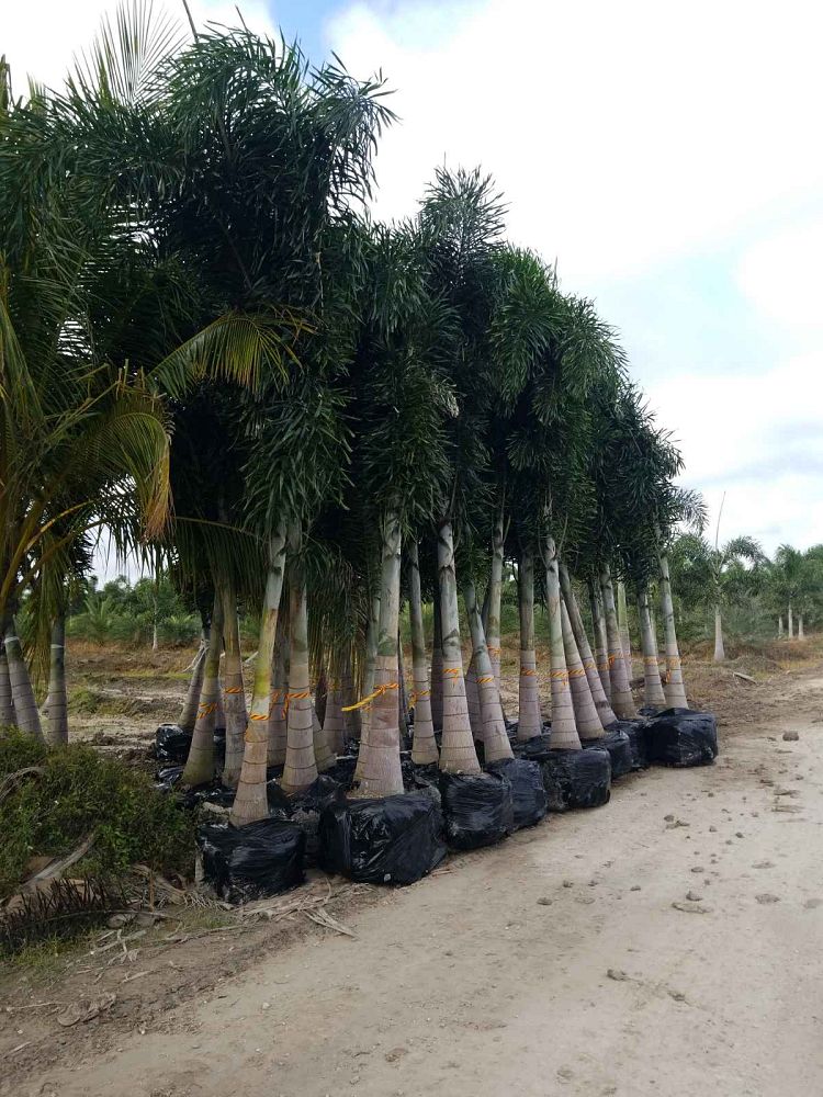 wodyetia-bifurcata-foxtail-palm