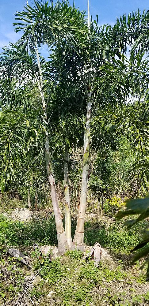 wodyetia-bifurcata-foxtail-palm