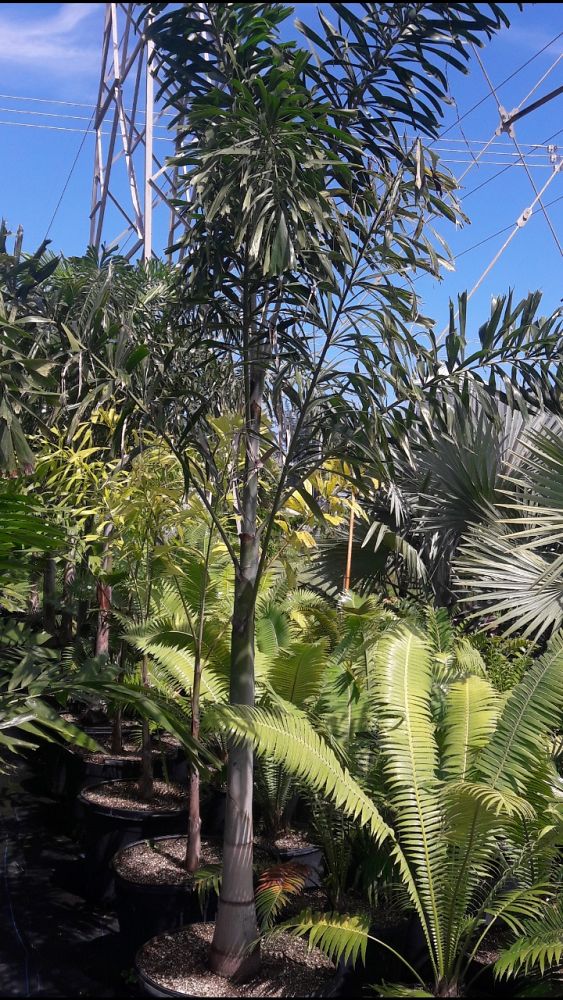 wodyetia-bifurcata-foxtail-palm