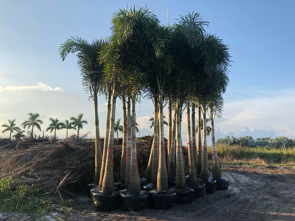 wodyetia-bifurcata-foxtail-palm