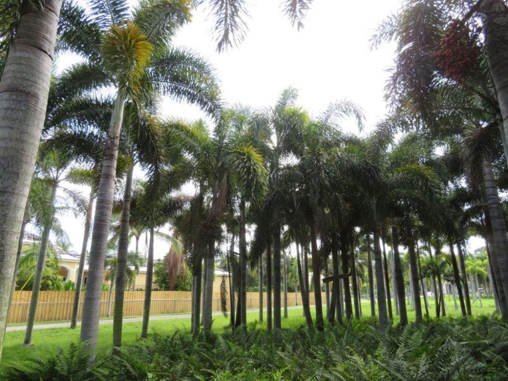 wodyetia-bifurcata-foxtail-palm