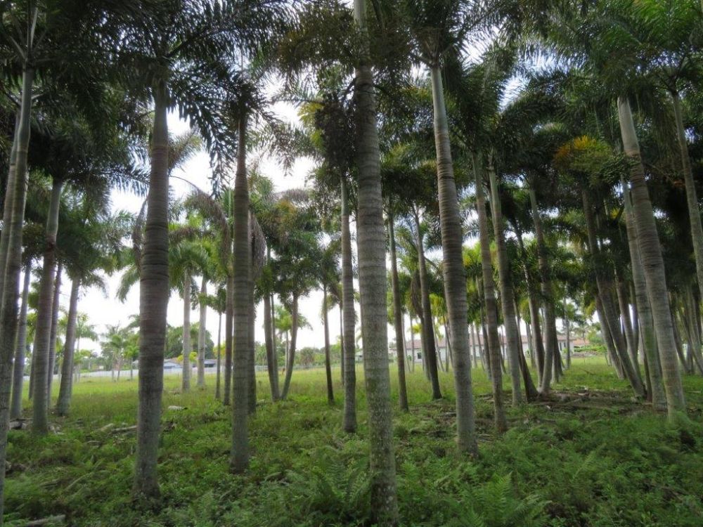 wodyetia-bifurcata-foxtail-palm