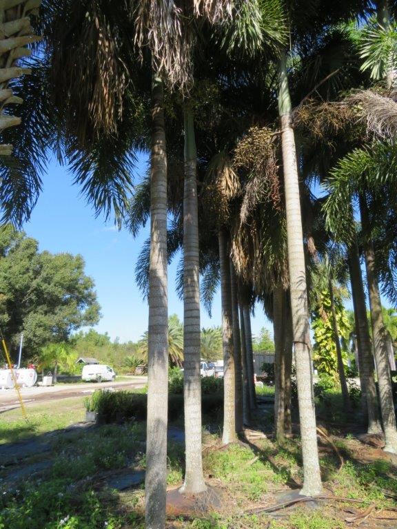 wodyetia-bifurcata-foxtail-palm
