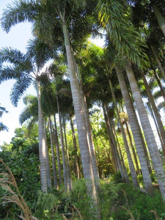 wodyetia-bifurcata-foxtail-palm
