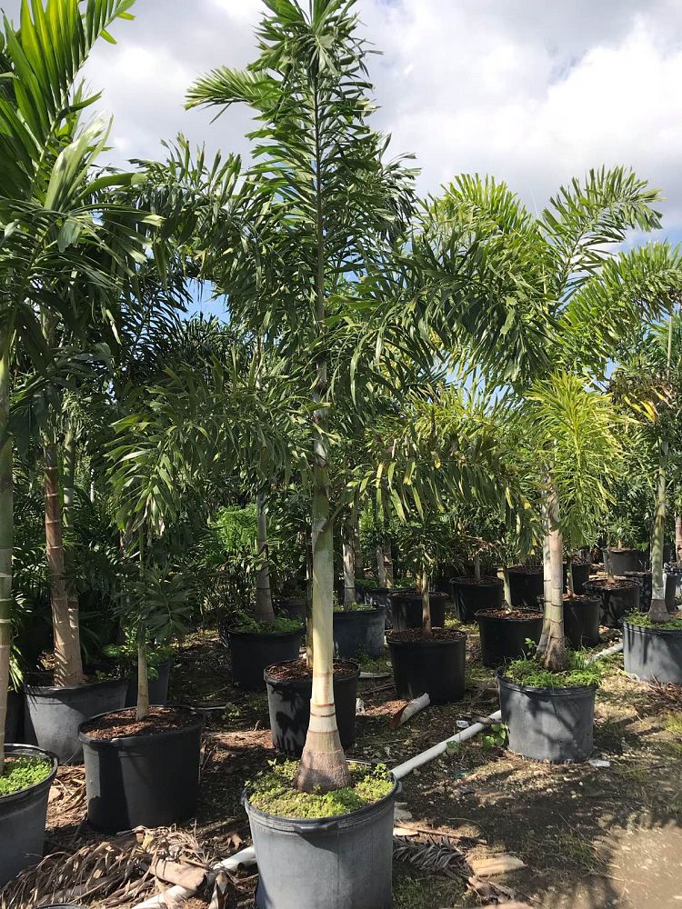 wodyetia-bifurcata-foxtail-palm