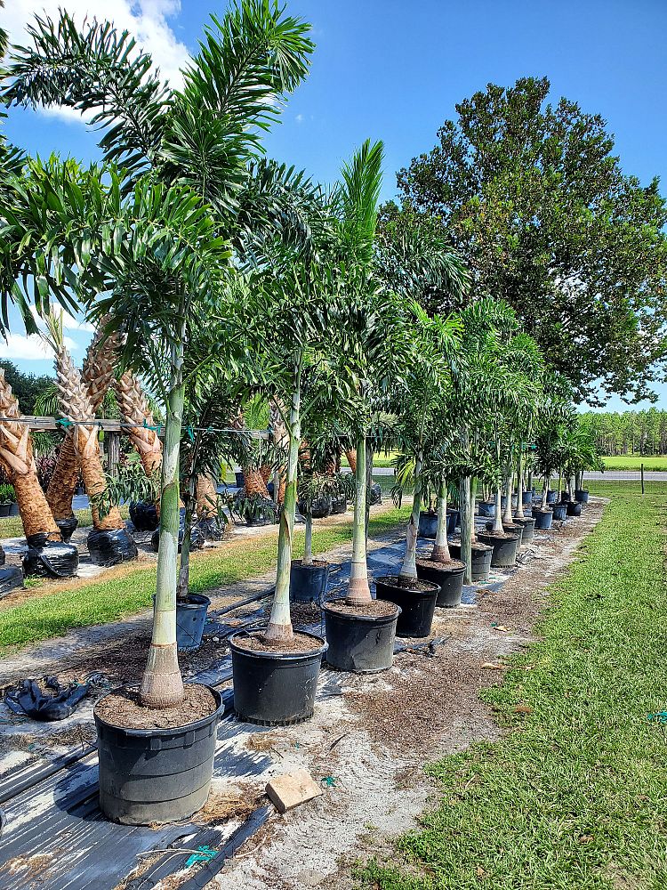 wodyetia-bifurcata-foxtail-palm