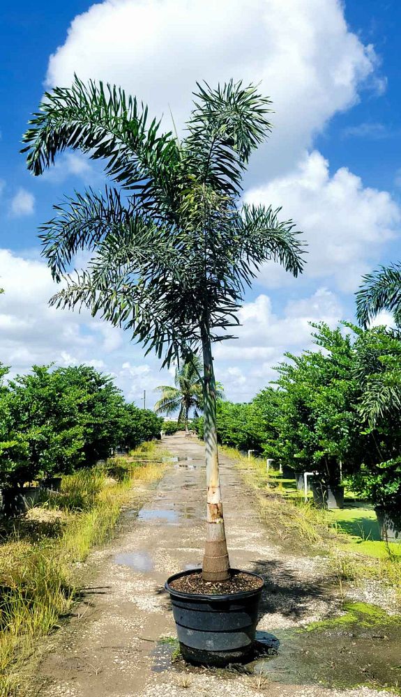 wodyetia-bifurcata-foxtail-palm