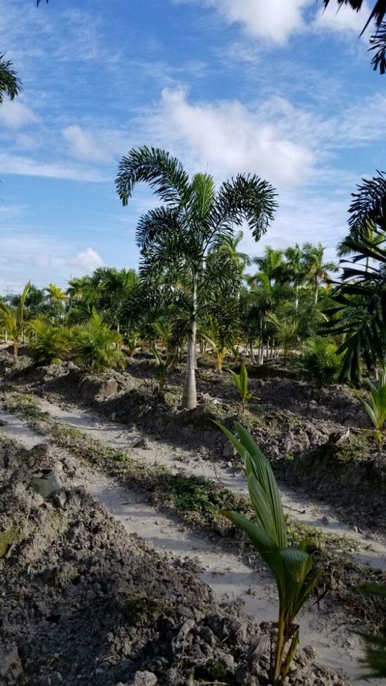 wodyetia-bifurcata-foxtail-palm