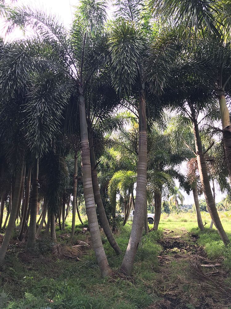 wodyetia-bifurcata-foxtail-palm