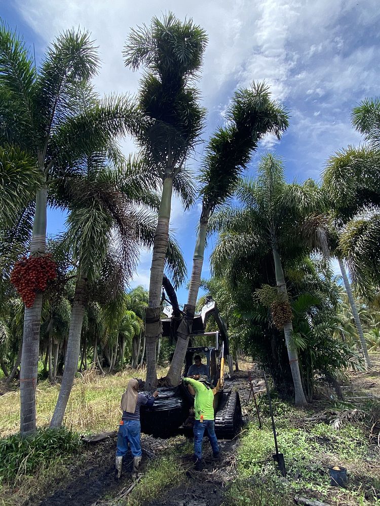 wodyetia-bifurcata-foxtail-palm