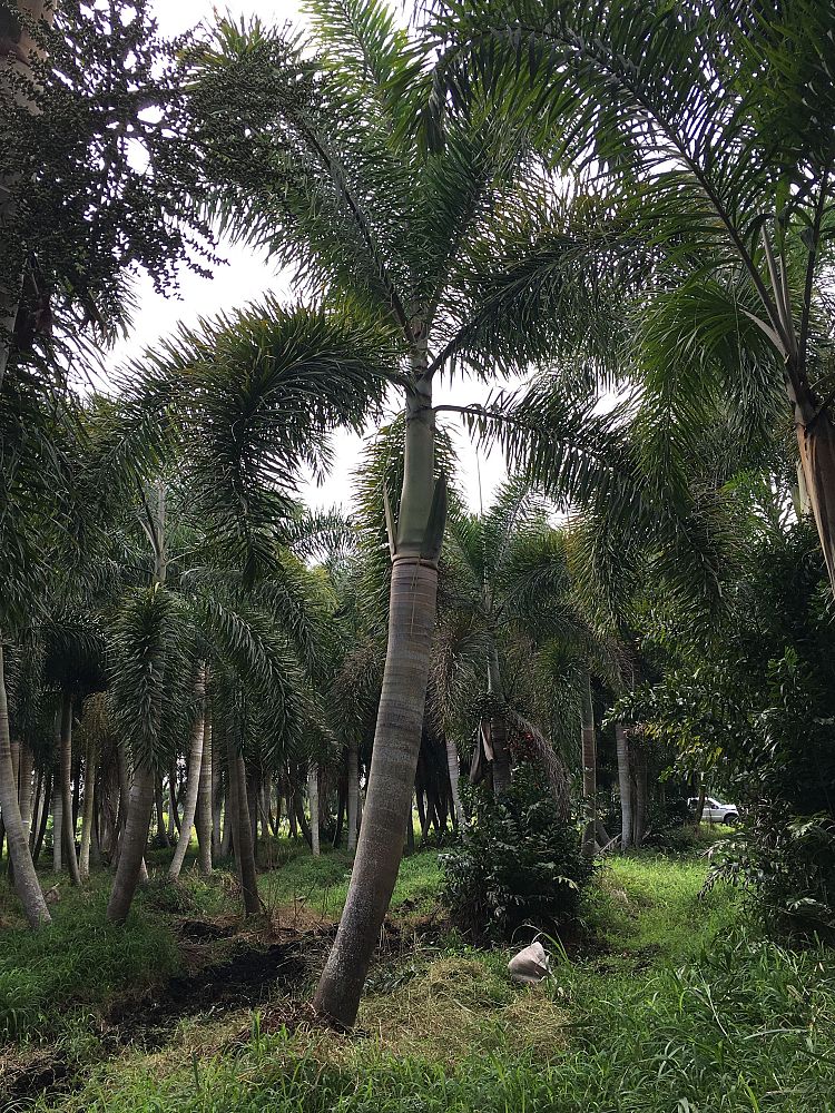 wodyetia-bifurcata-foxtail-palm
