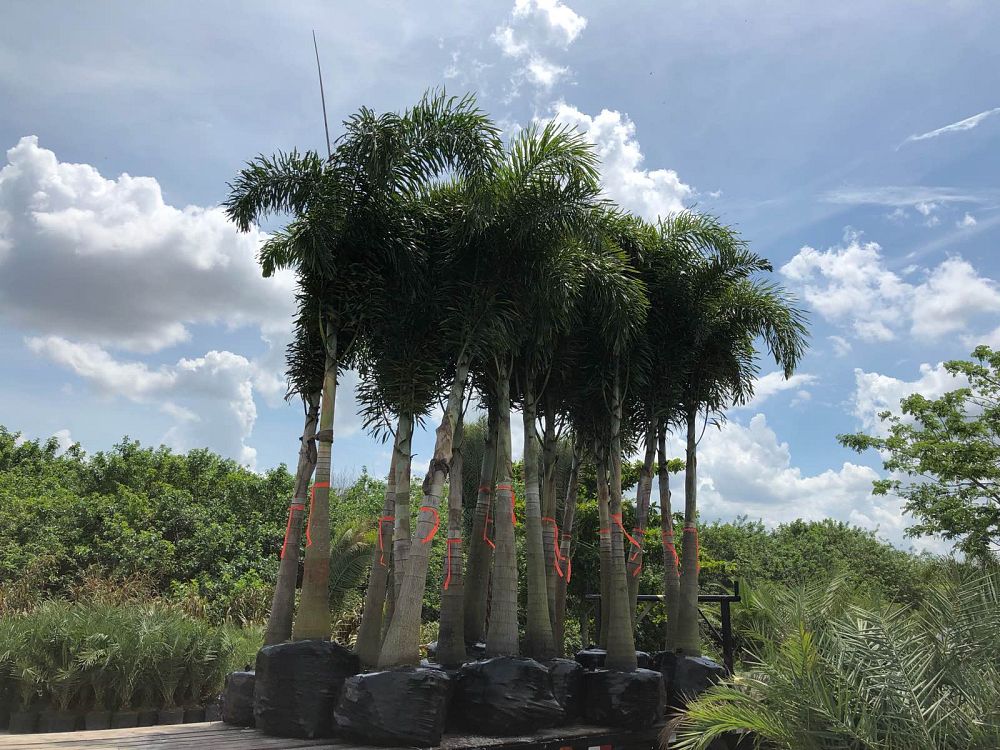 wodyetia-bifurcata-foxtail-palm