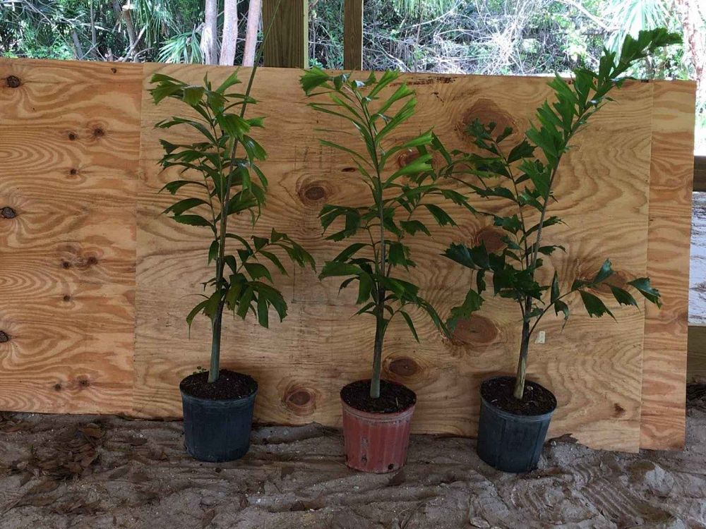 wodyetia-bifurcata-foxtail-palm