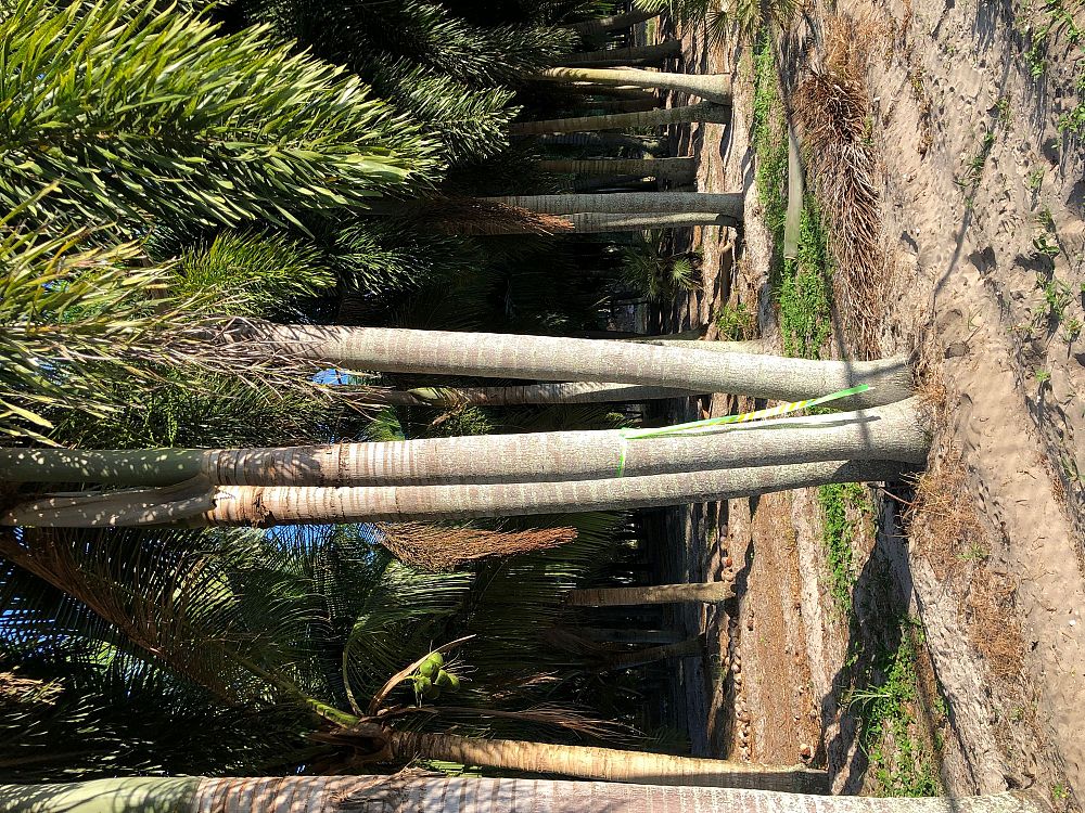 wodyetia-bifurcata-foxtail-palm