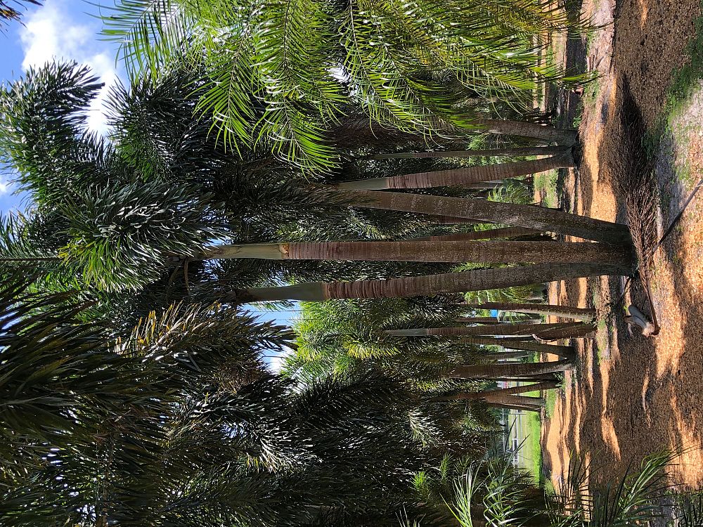 wodyetia-bifurcata-foxtail-palm