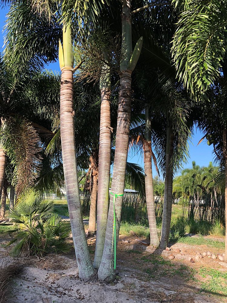 wodyetia-bifurcata-foxtail-palm