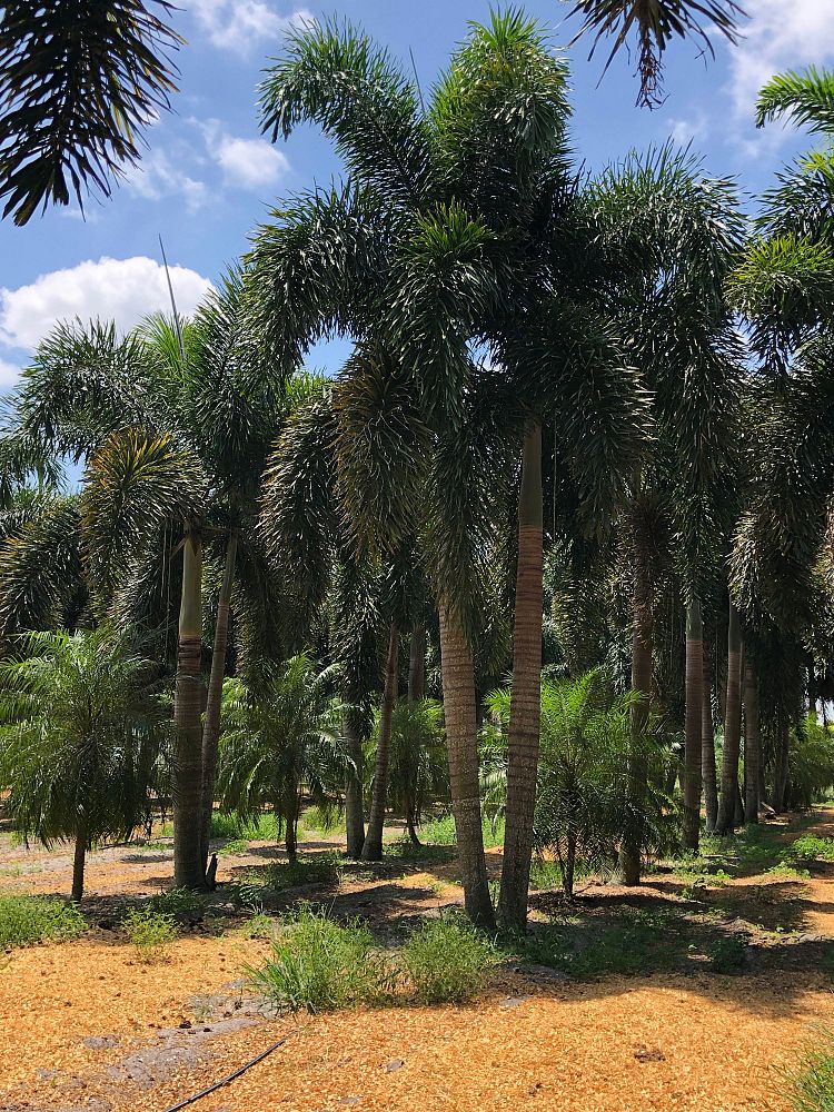 wodyetia-bifurcata-foxtail-palm