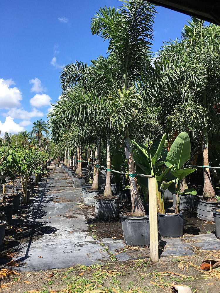 wodyetia-bifurcata-foxtail-palm