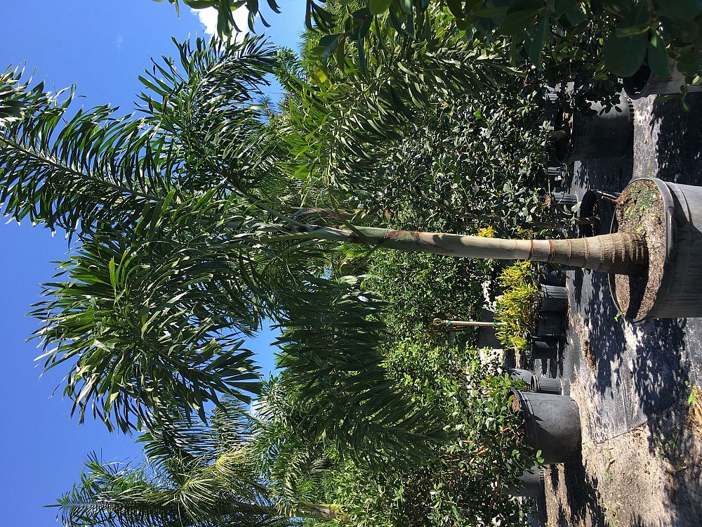 wodyetia-bifurcata-foxtail-palm