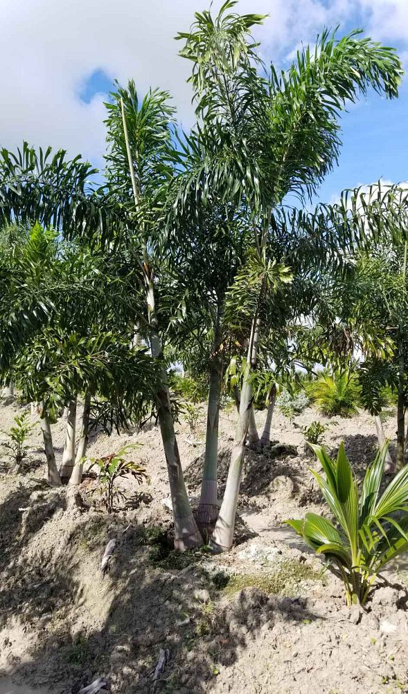 wodyetia-bifurcata-foxtail-palm