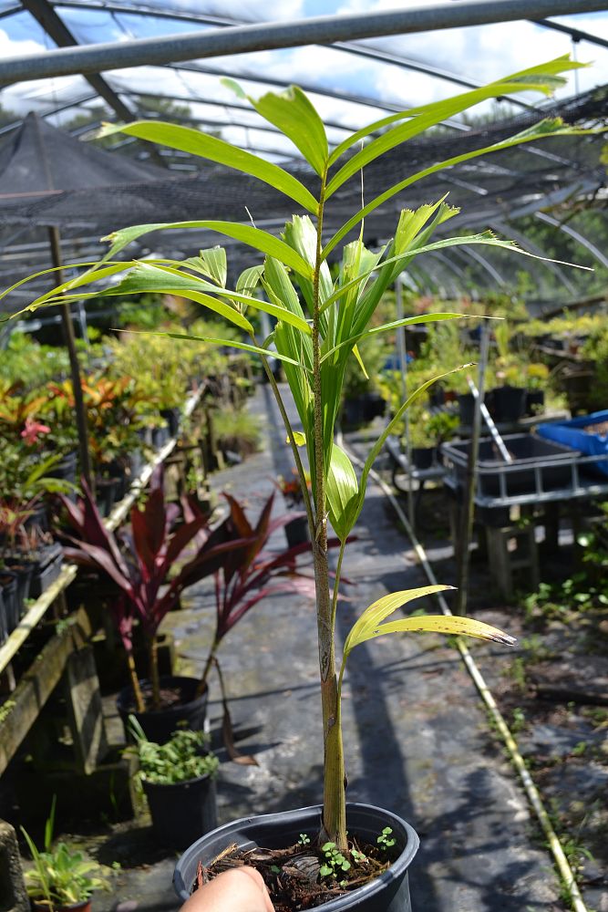wodyetia-bifurcata-foxtail-palm