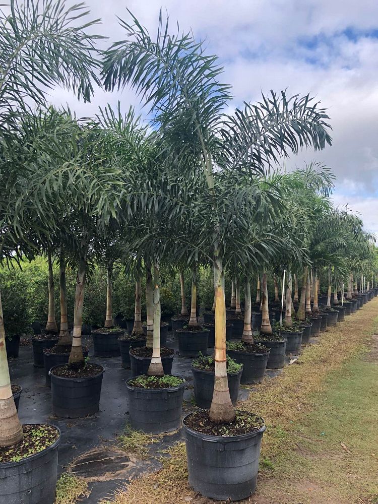 wodyetia-bifurcata-foxtail-palm
