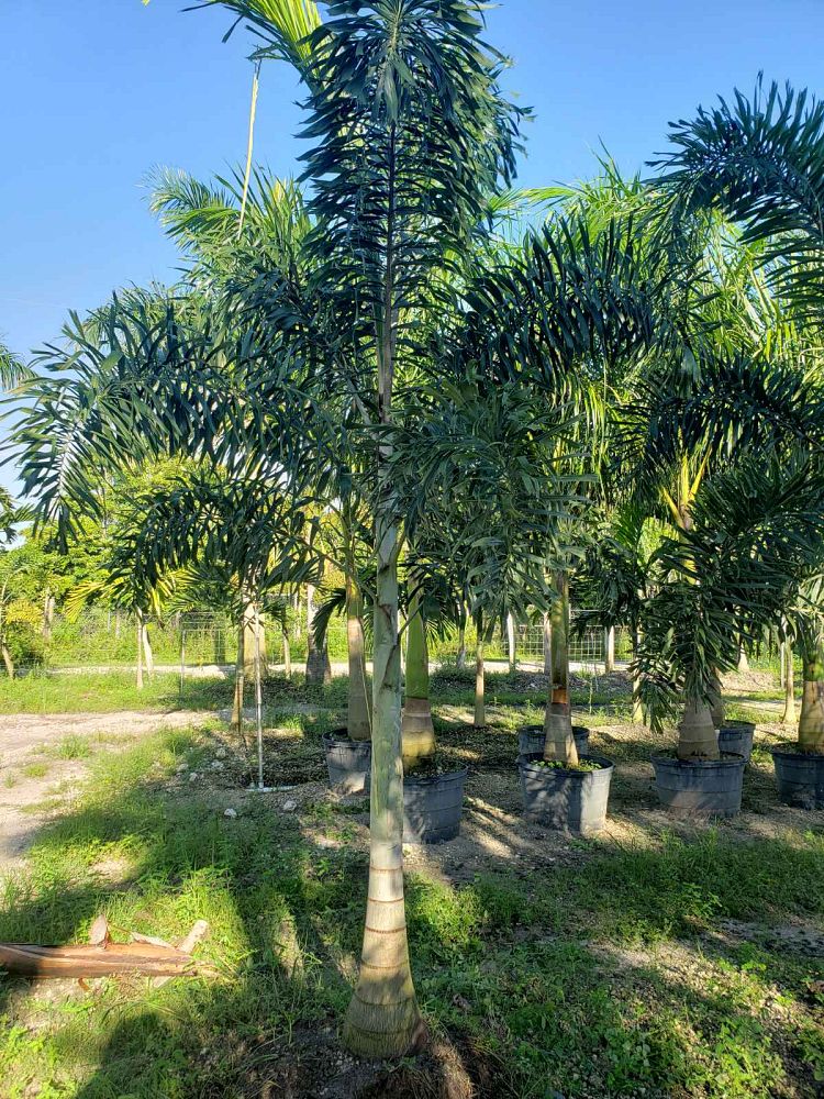 wodyetia-bifurcata-foxtail-palm