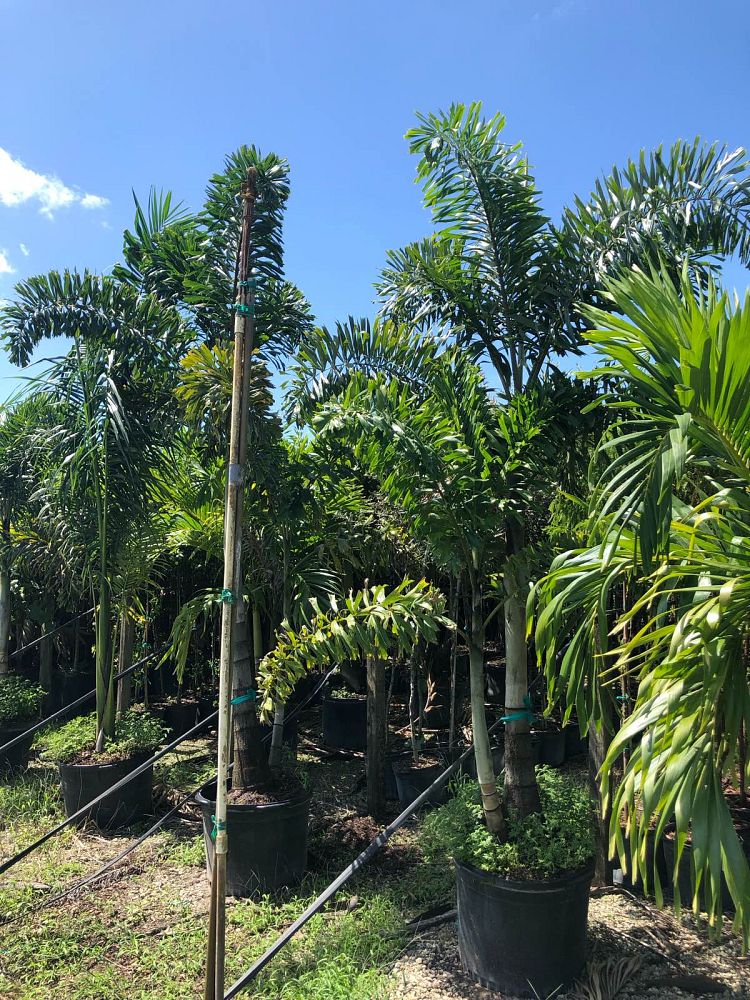 wodyetia-bifurcata-foxtail-palm
