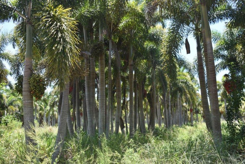 wodyetia-bifurcata-foxtail-palm