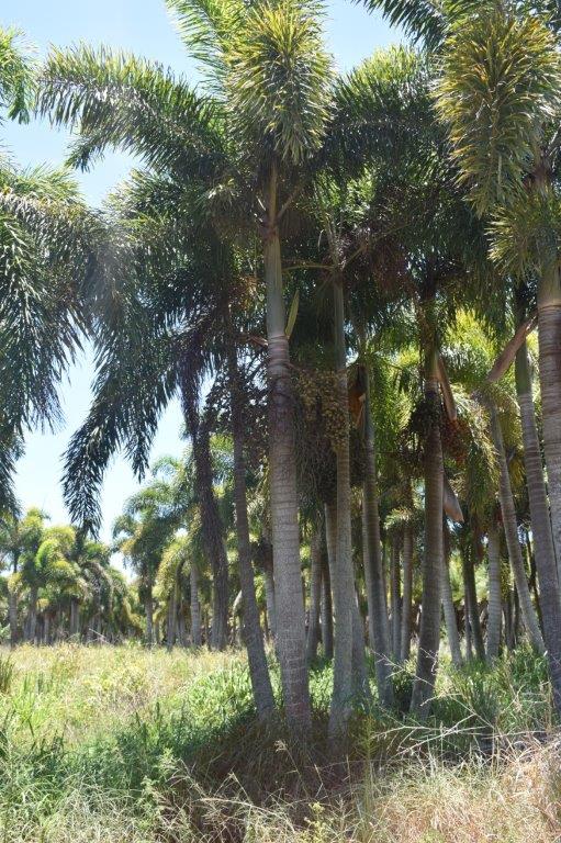 wodyetia-bifurcata-foxtail-palm
