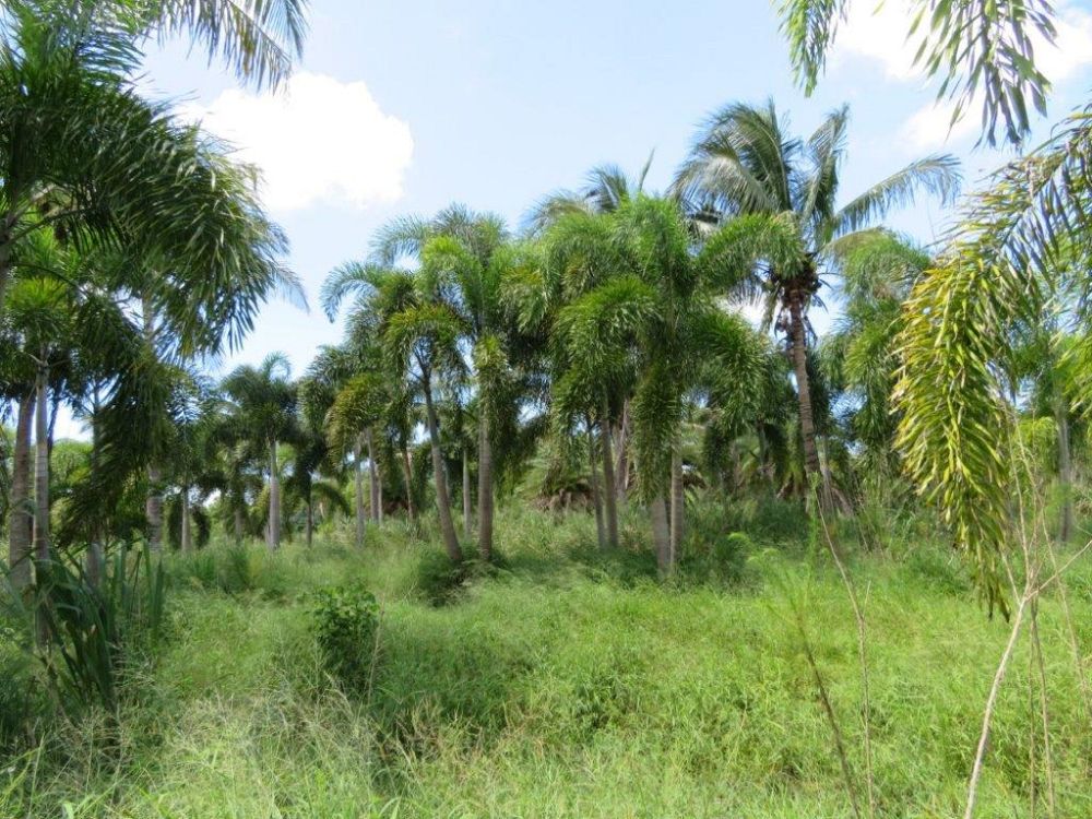 wodyetia-bifurcata-foxtail-palm