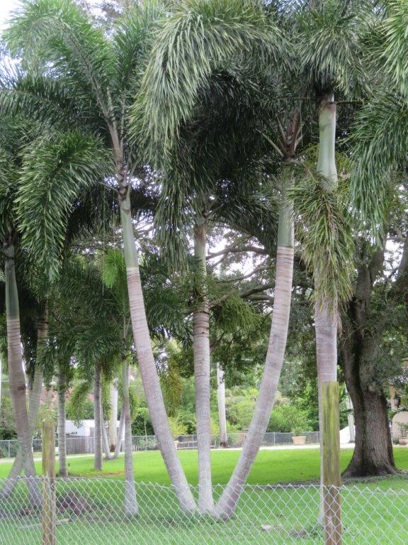 wodyetia-bifurcata-foxtail-palm