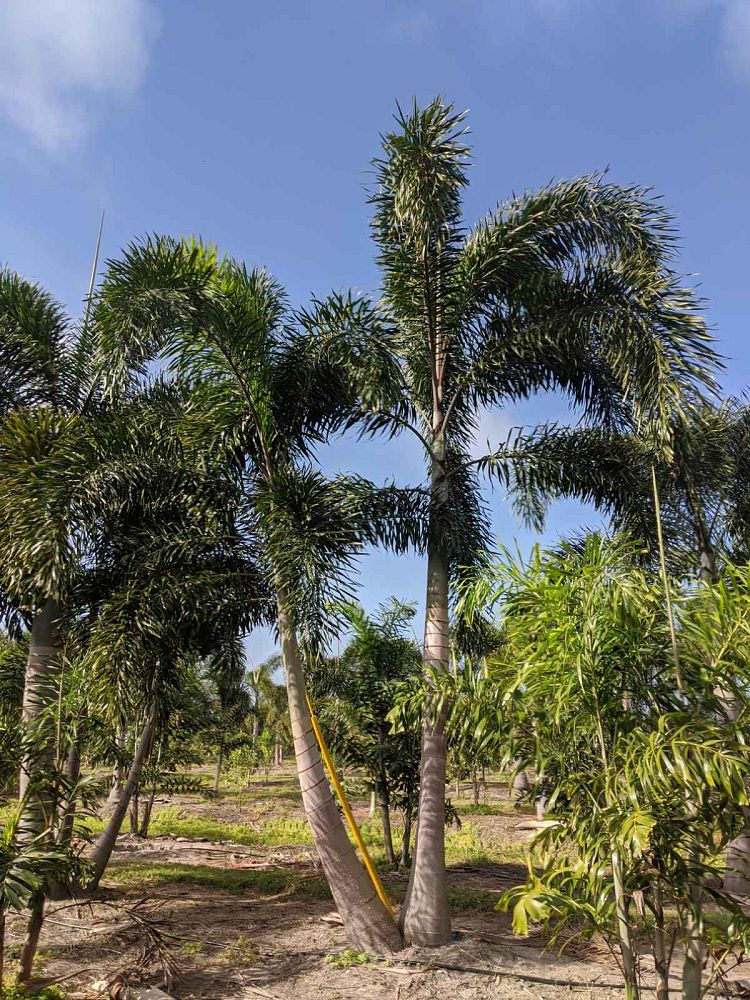 wodyetia-bifurcata-foxtail-palm