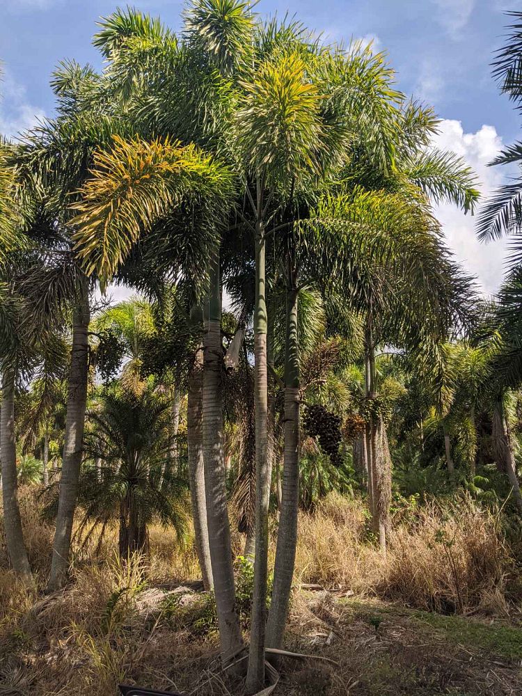 wodyetia-bifurcata-foxtail-palm