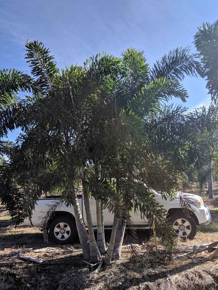 wodyetia-bifurcata-foxtail-palm