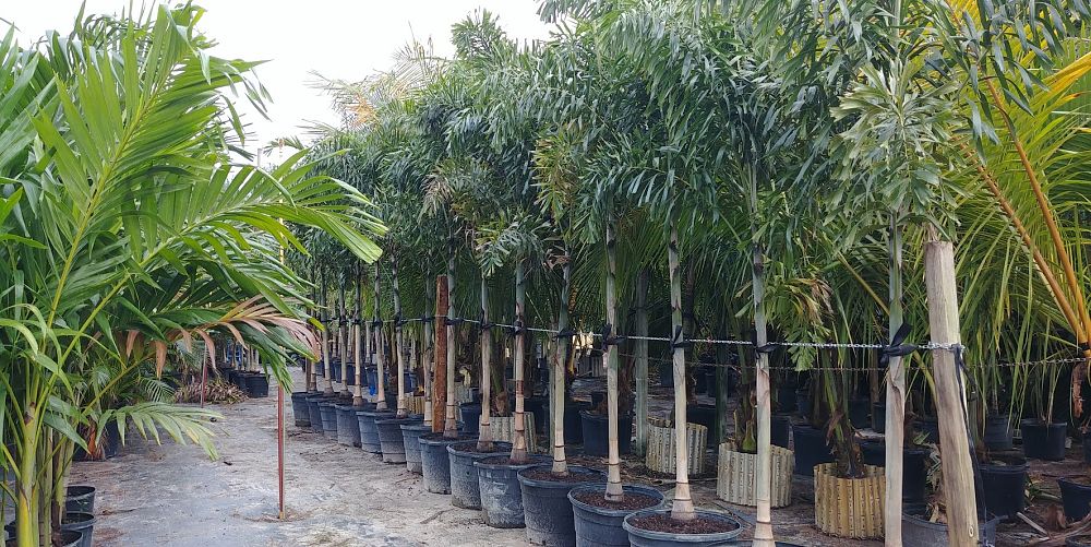 wodyetia-bifurcata-foxtail-palm