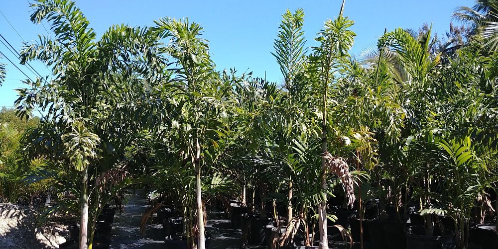 wodyetia-bifurcata-foxtail-palm
