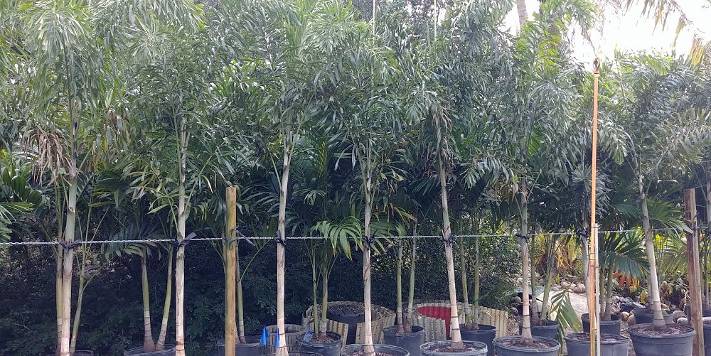 wodyetia-bifurcata-foxtail-palm