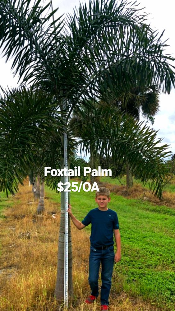 wodyetia-bifurcata-foxtail-palm