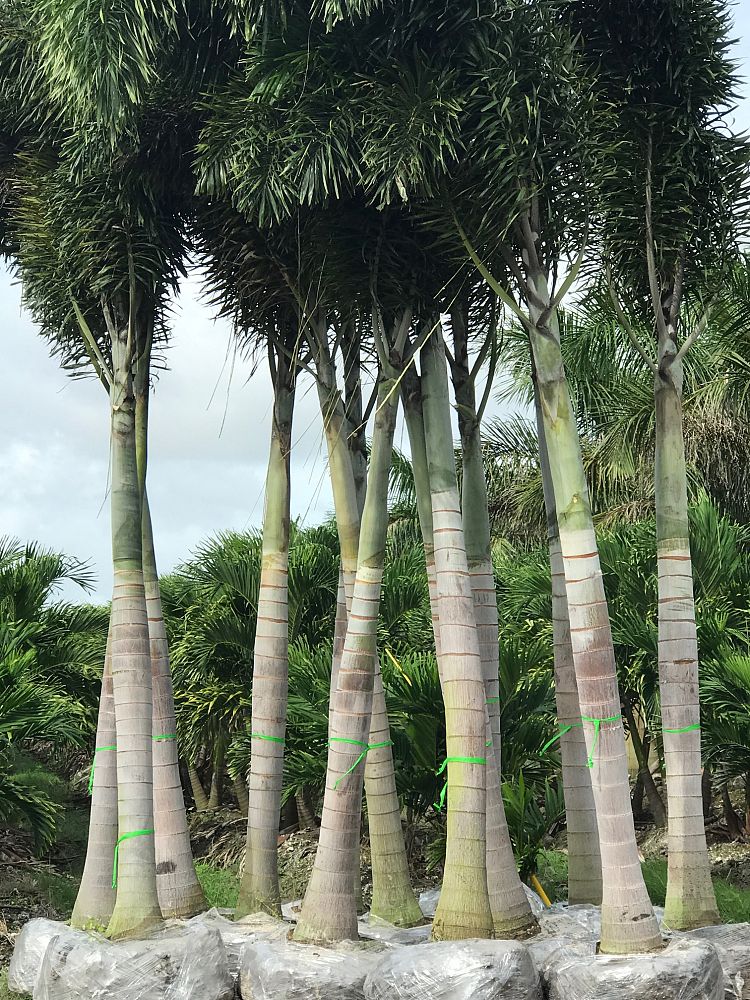 wodyetia-bifurcata-foxtail-palm