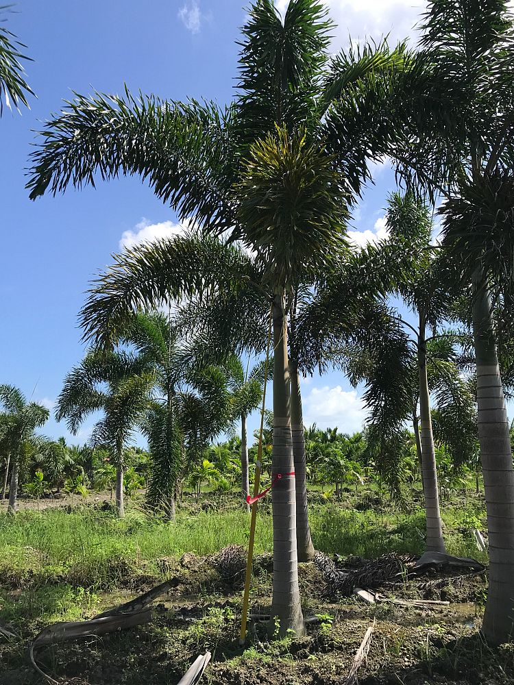 wodyetia-bifurcata-foxtail-palm
